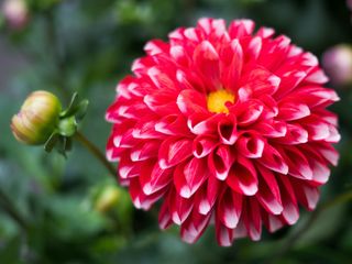 a close-up of a blooming red and yellow flower against the vague background of other greenery