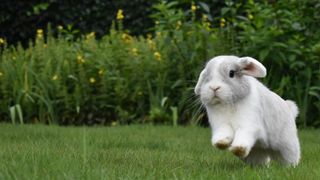 bunny playing on lawn