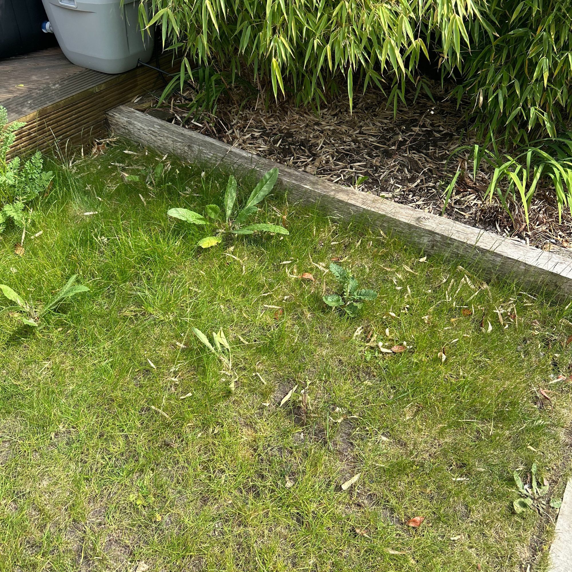 VonHaus G-Series Cordless Grass Trimmer - before trimming the grass