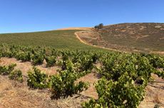 Syrah vines at Porseleinberg.