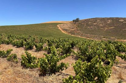 Syrah vines at Porseleinberg.