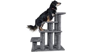 Dog on pet stairs