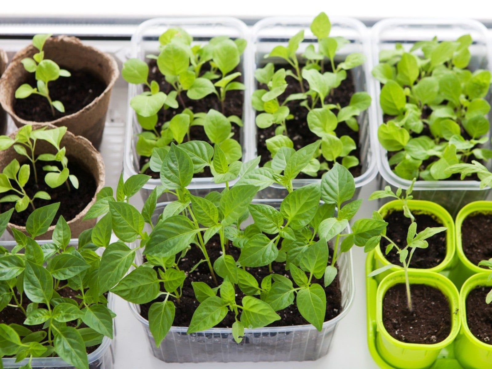 Reasons To Grow Seeds Indoors Advantages Of Growing Seeds Indoors