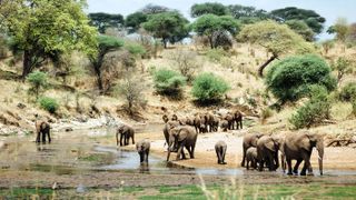 A herd of elephants in Tarangire National Park, Tanzania