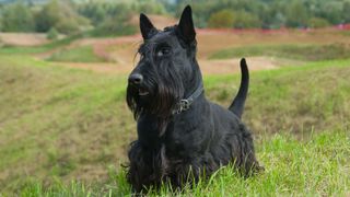 Scottie dog