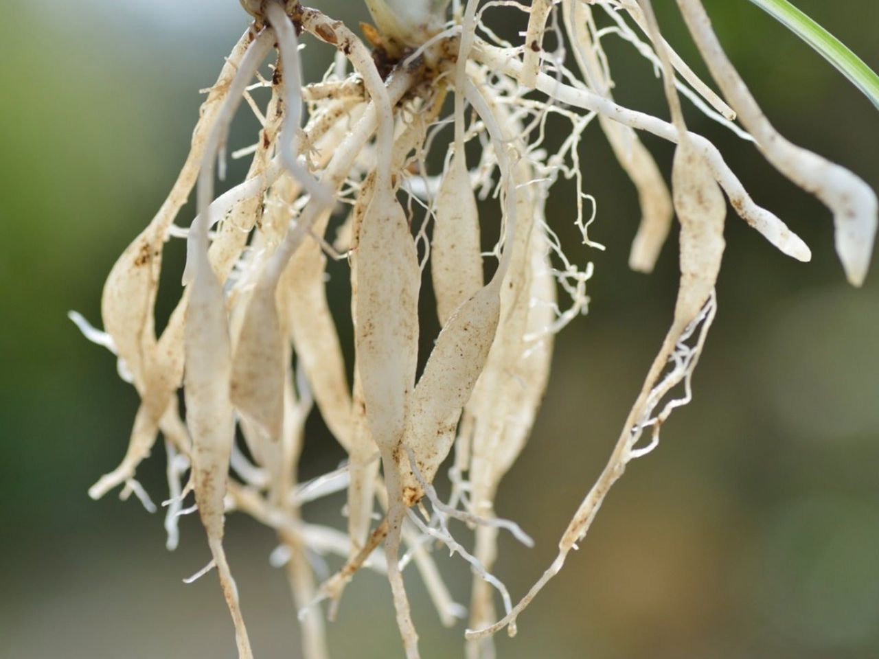 A mass of thick white spider plant roots