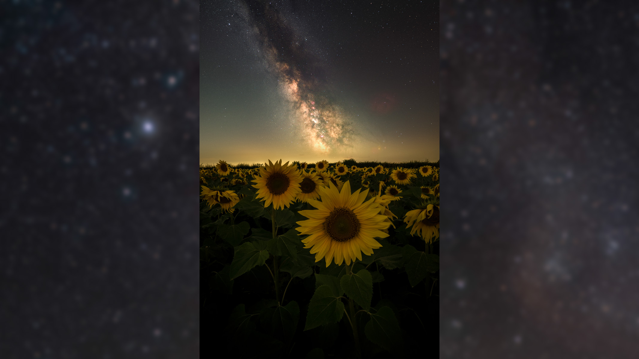 milky way above a sunflower field