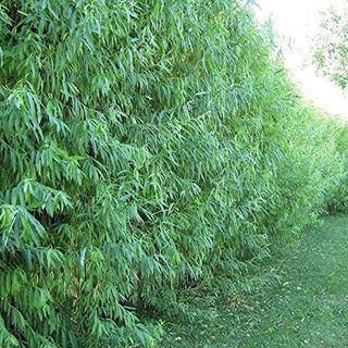 24 Hybrid Willow Tree Cuttings - Fast Growing Trees for Privacy or Shade