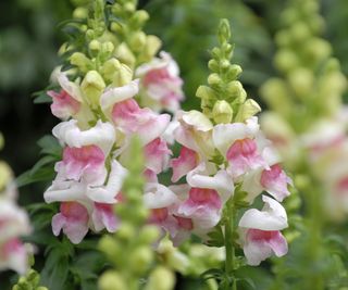 Snapdragon blooms in white and pink