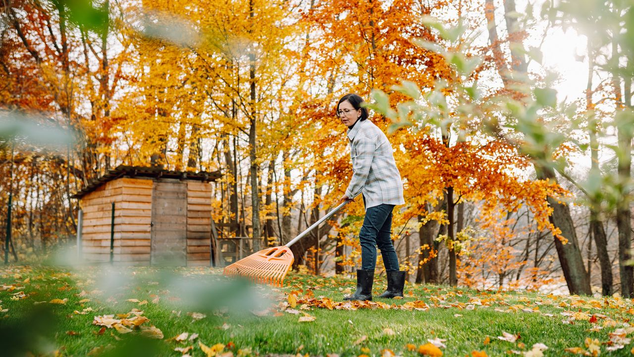 A woman rakes leaves in her yard, surrounded by colorful fall foliage.