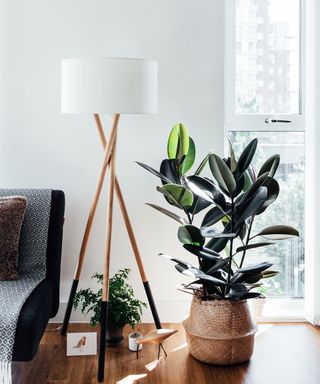 Rubber plant in a brightly lit room next to a lamp and sofa