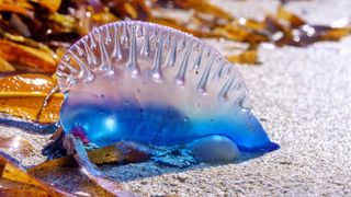 a close-up picture of a blue Portuguese man o' war jellyfish washed up on a beach with seaweed.