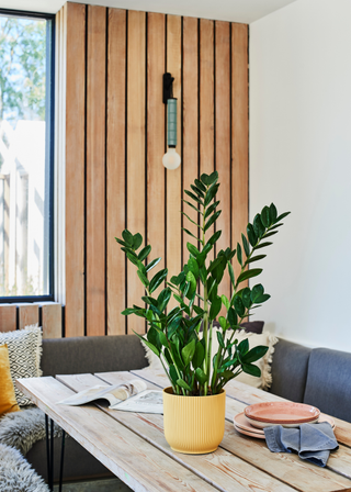 A potted ZZ plant in a textured yellow planter on a dining table