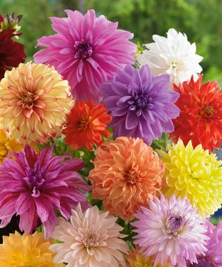 number of colorful dahlias in full bloom