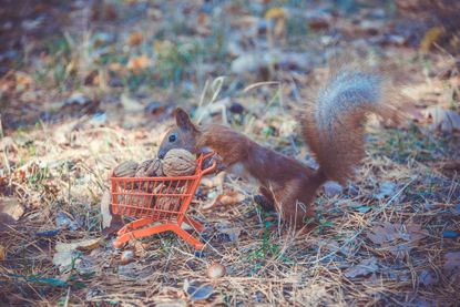 A squirrel pushes a shopping cart filled with walnuts.