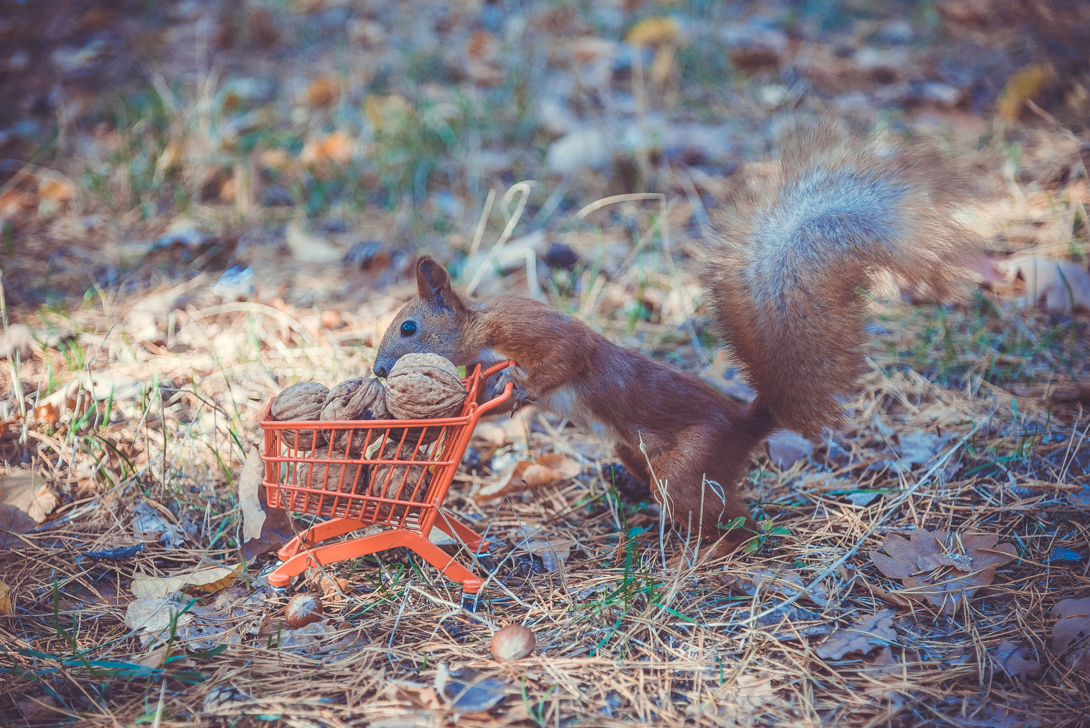 A squirrel pushes a shopping cart filled with walnuts.