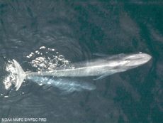 whales, blue whales, conservation, endangered species