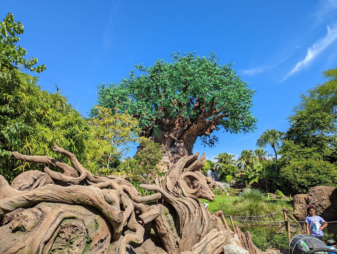 Pixel 6 Camera Samples Tree of Life 1x Zoom