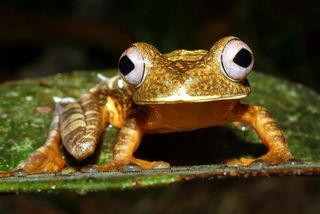 A map tree frog in the Amazon