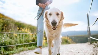 dog breeds most at risk in hot weather: RSCPA issues urgent warning for owners with dogs most at risk in the soaring temperatures