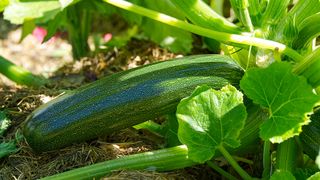 Single zucchini fruit on plant