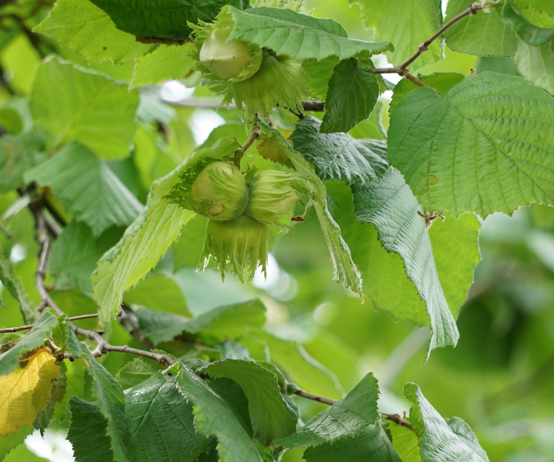 hazel tree with hazelnuts