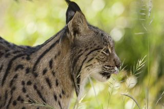 The Iberian lynx, with two small and isolated populations and about 300 individuals left, is considered the most endangered felid in the world.