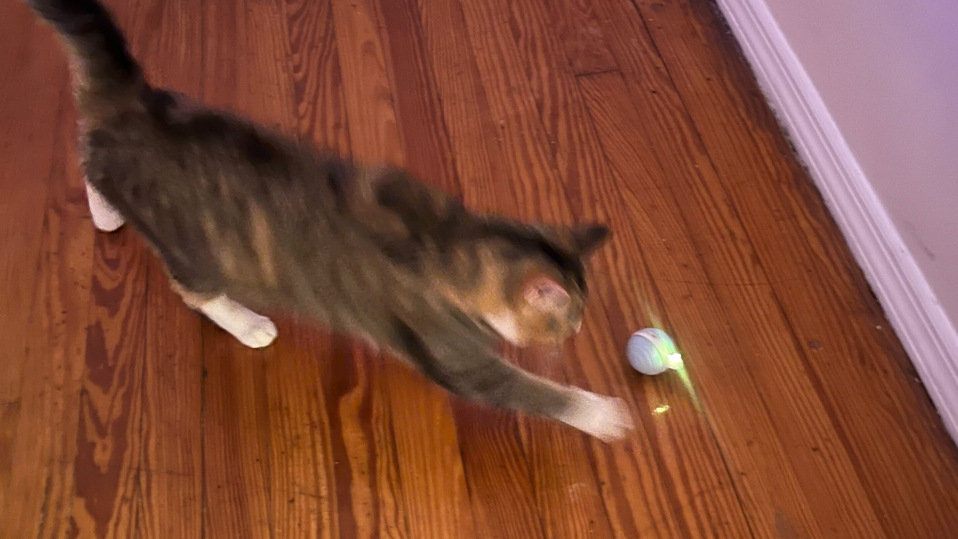 Cat playing with Cheerble Wicked Snail, one of the best toys for indoor cats