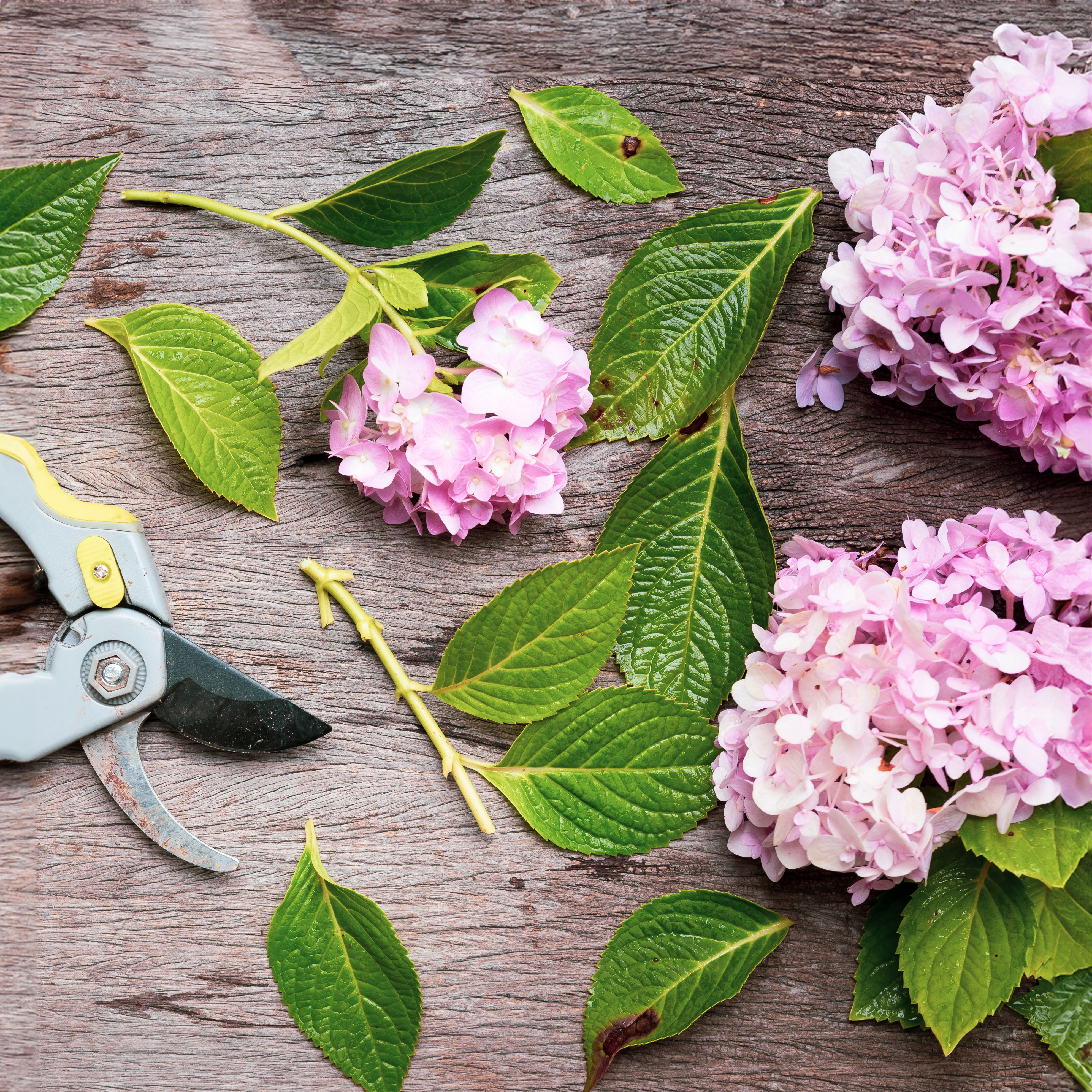 pruning shears and pink hydrangea flower heads and leaves on wooden surface