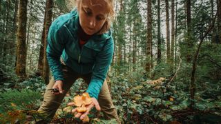 women leaning forward holds Chanterelle mushrooms that she harvested 