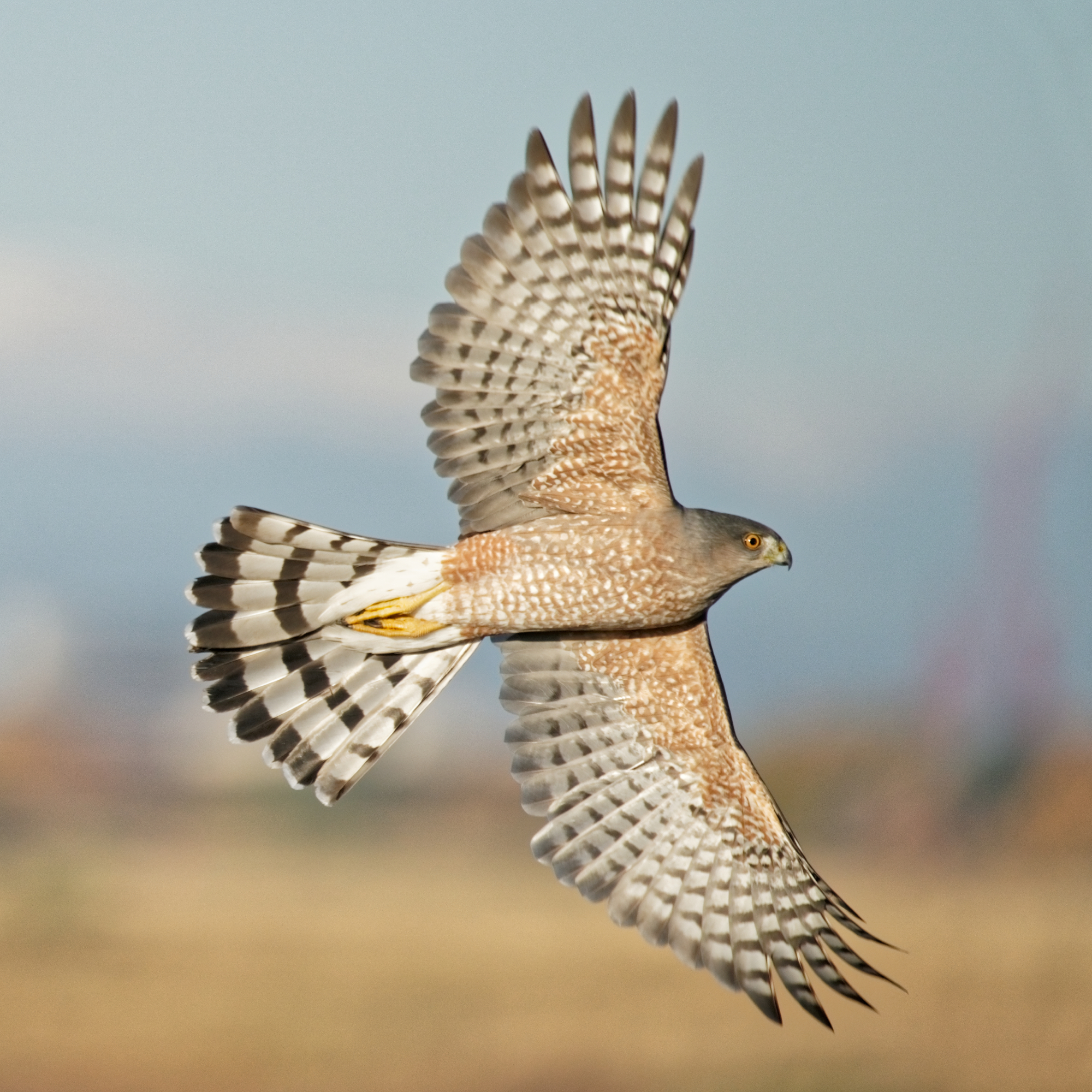 Cooper's hawk sharply banking and showing underwing
