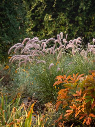 A garden with fountain grass