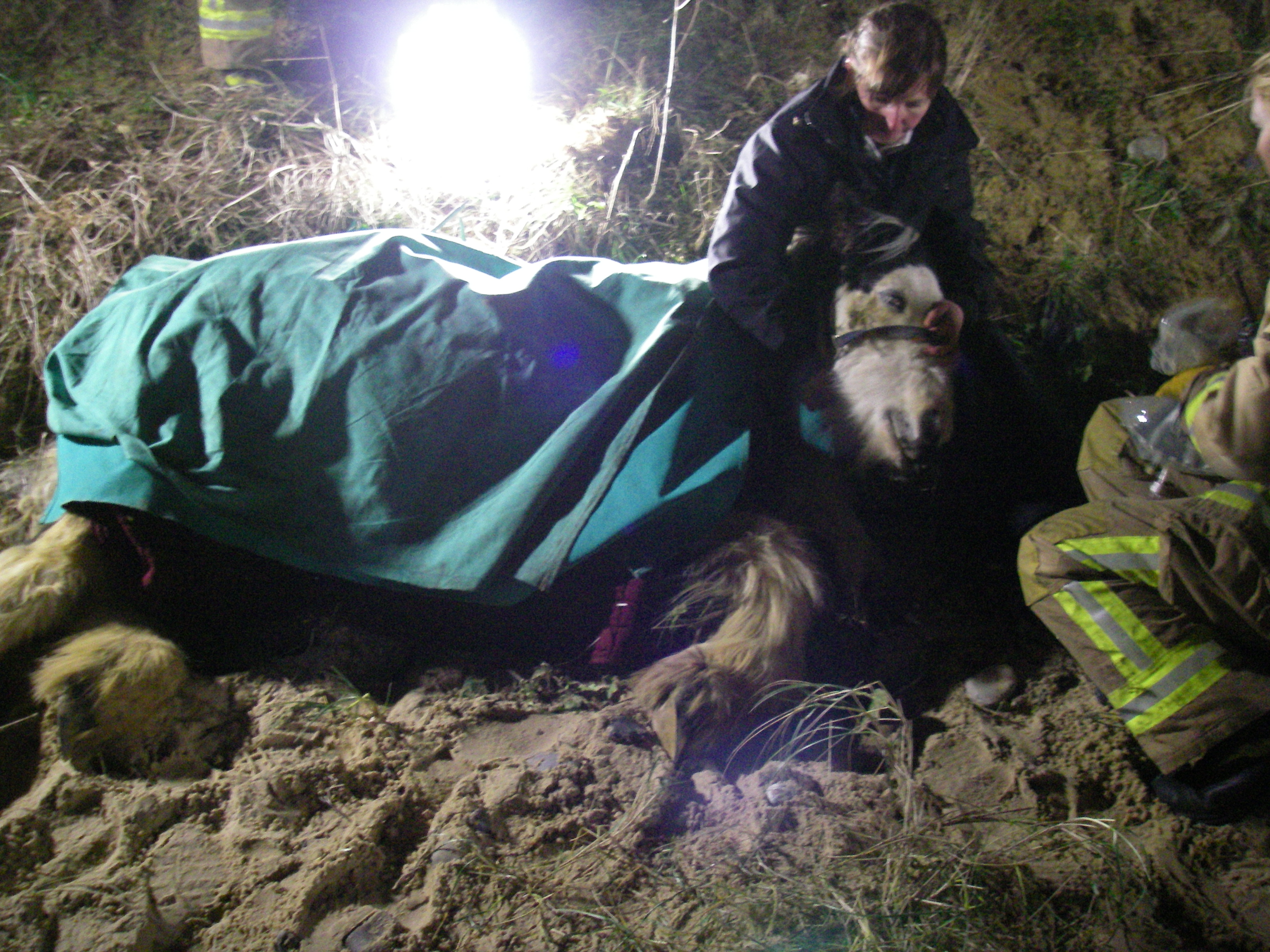 Cliff-rescue-horse-full-size.jpg