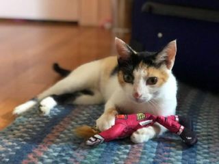 Midas the calico cat was found at the Arecibo Observatory and was adopted by a student.