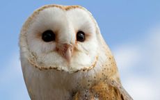 barn owls bounce back