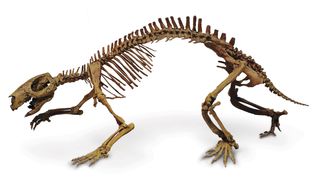 A mounted cast skeleton of Adalatherium hui. This early mammal would have wiggled from side to side as it moved during the late Cretaceous period.