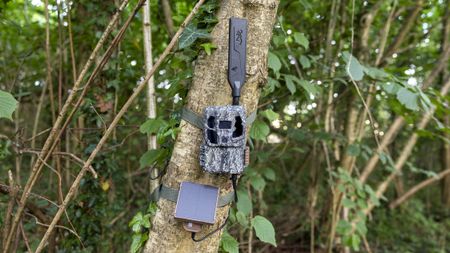 The Browning Defender Pro Scout Max Solar trail camera attached to a tree in a woodland