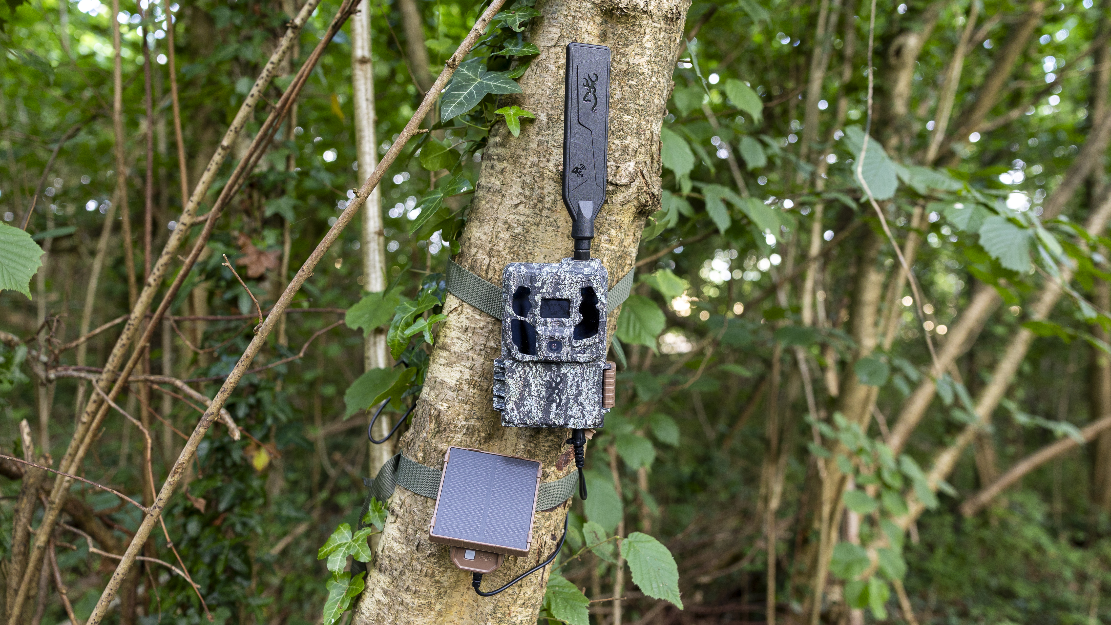 The Browning Defender Pro Scout Max Solar trail camera attached to a tree in a woodland