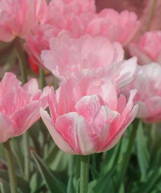 pink blooms of tulip 'Angelique'