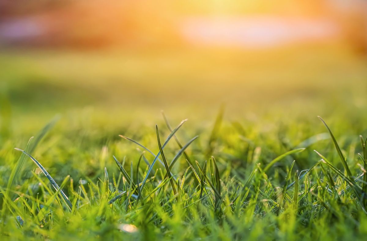 How long does grass seed take to grow? Experts reveal the answer