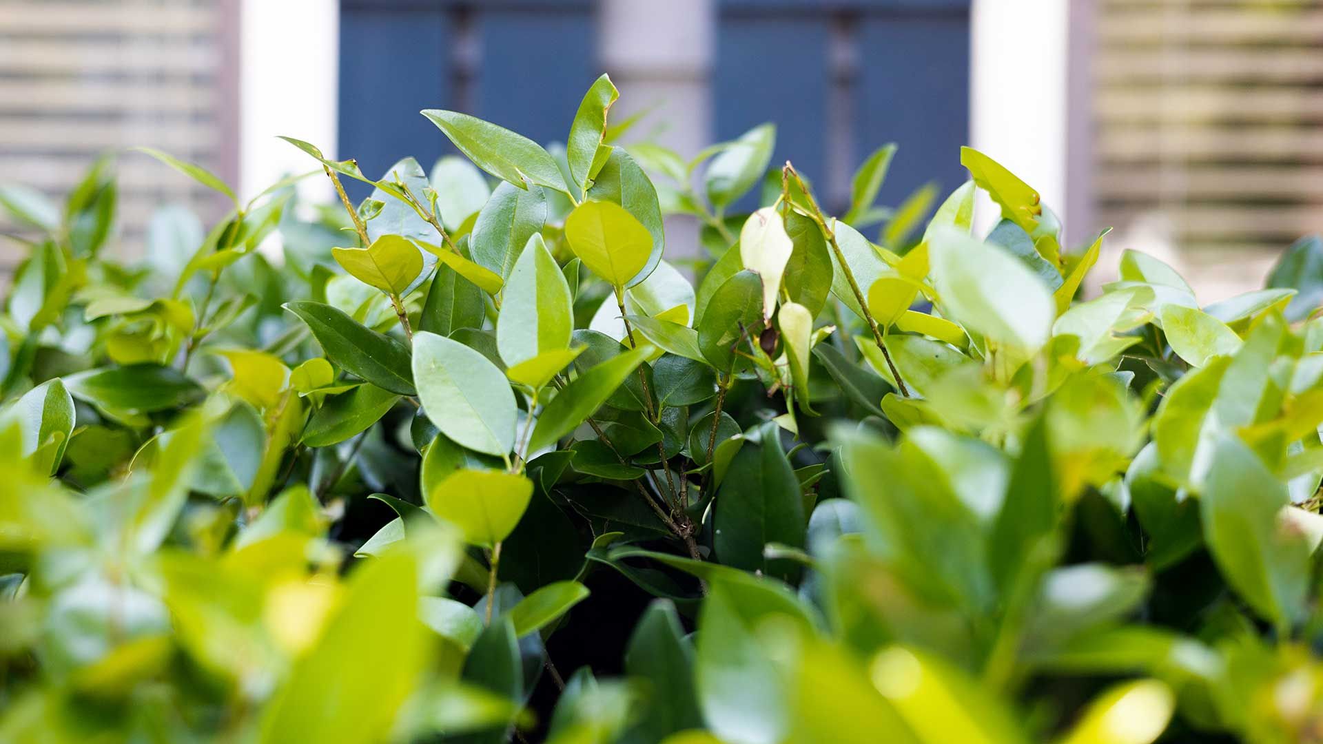 leafy privet hedge