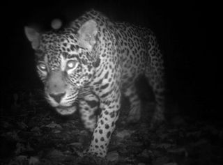 jaguar in camera trap photo