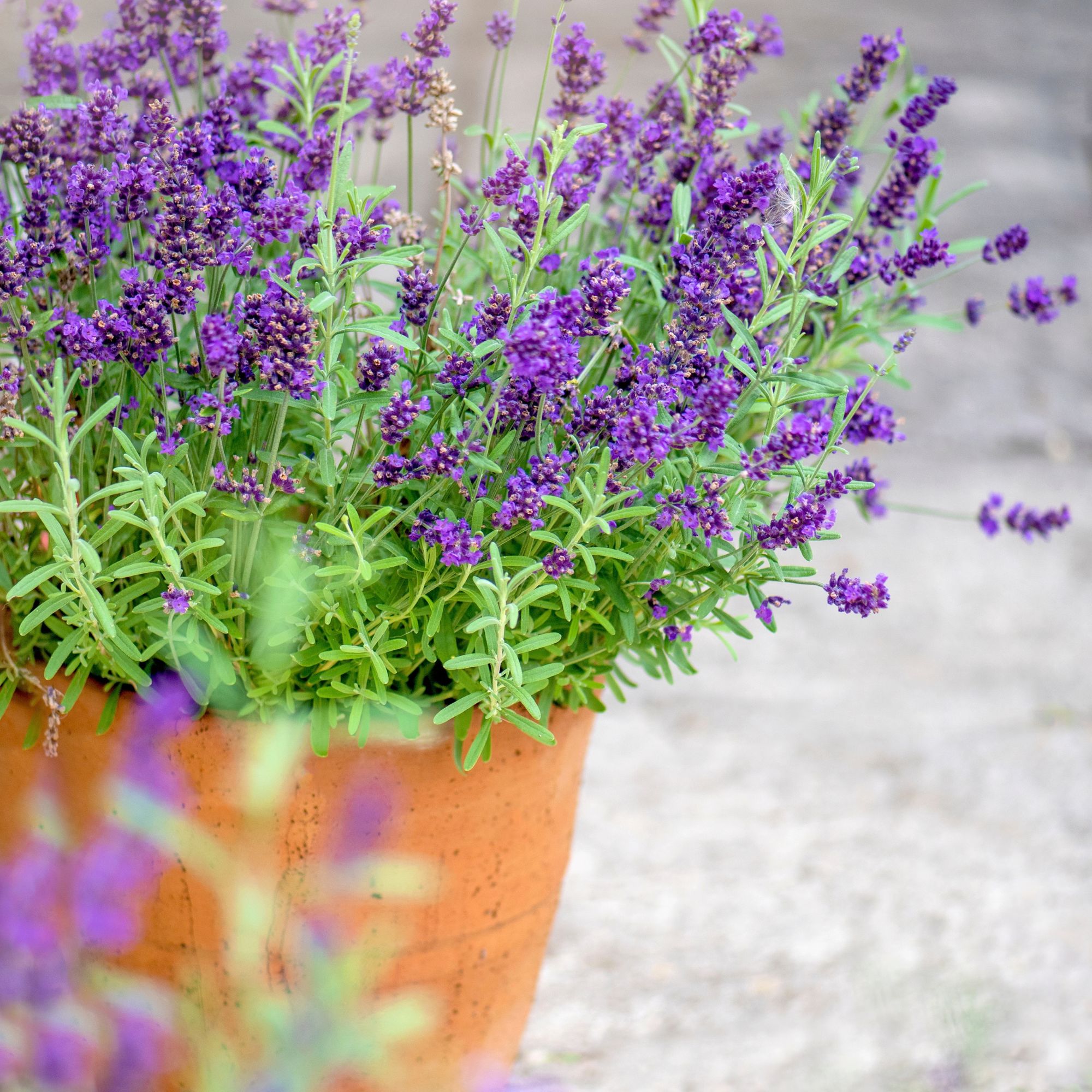 lavender in garden pot