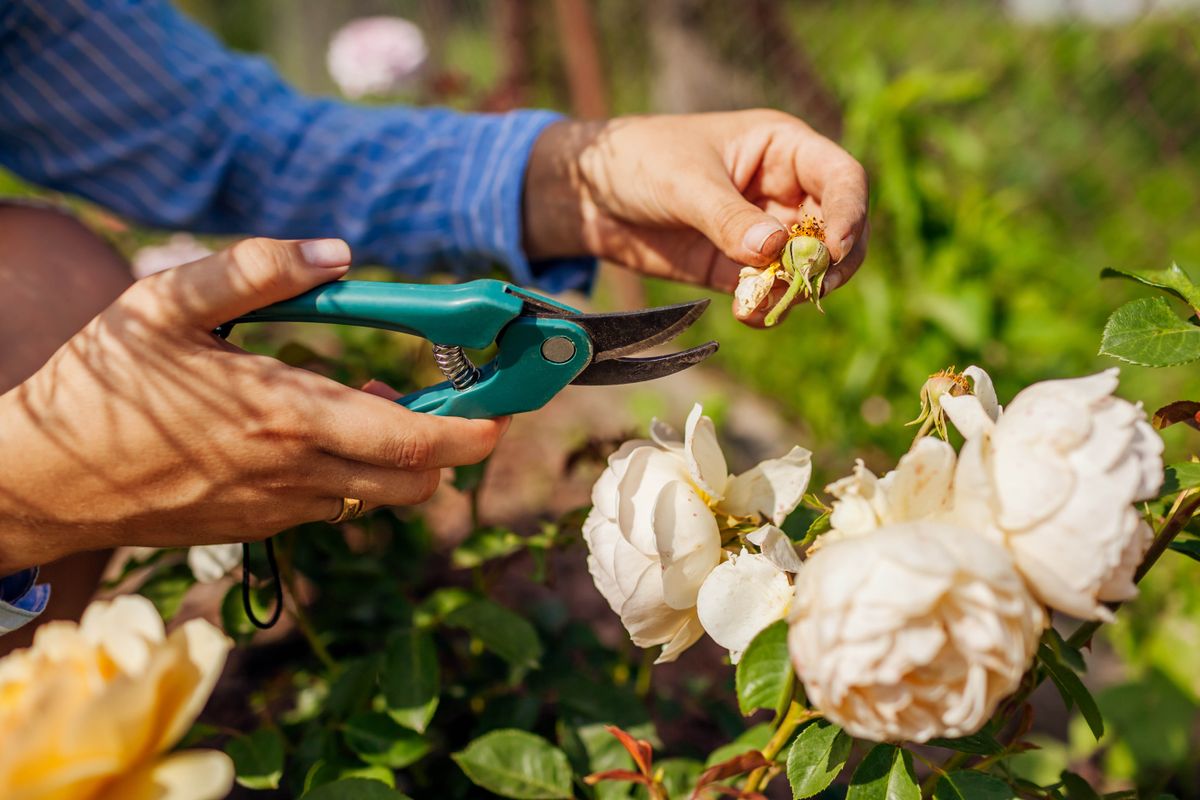 Pruning roses