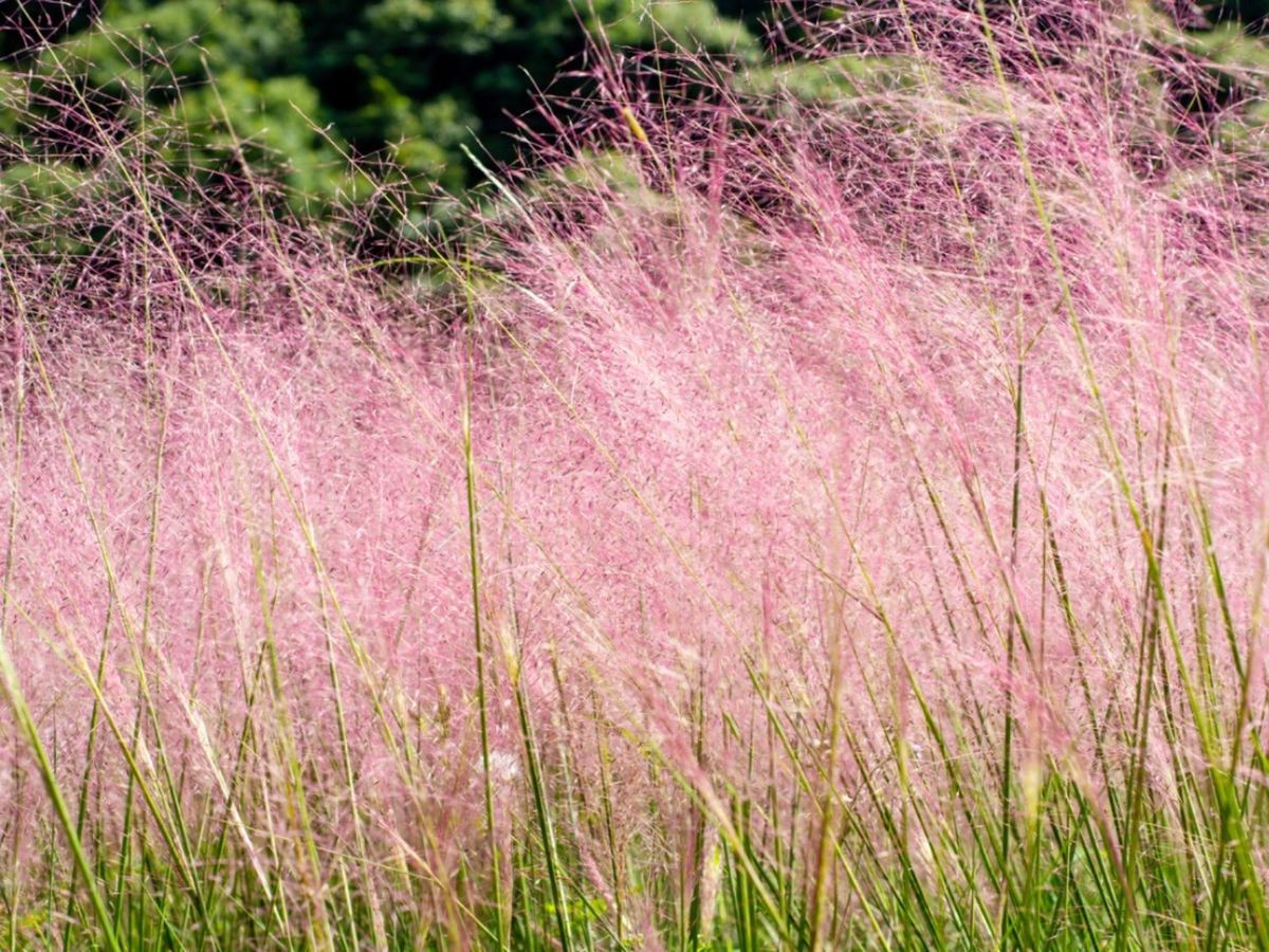 Ornamental Grasses For And The Southeast Gardening Know How
