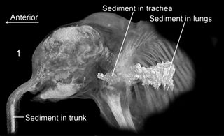 ct scans of lyuba the mammoth