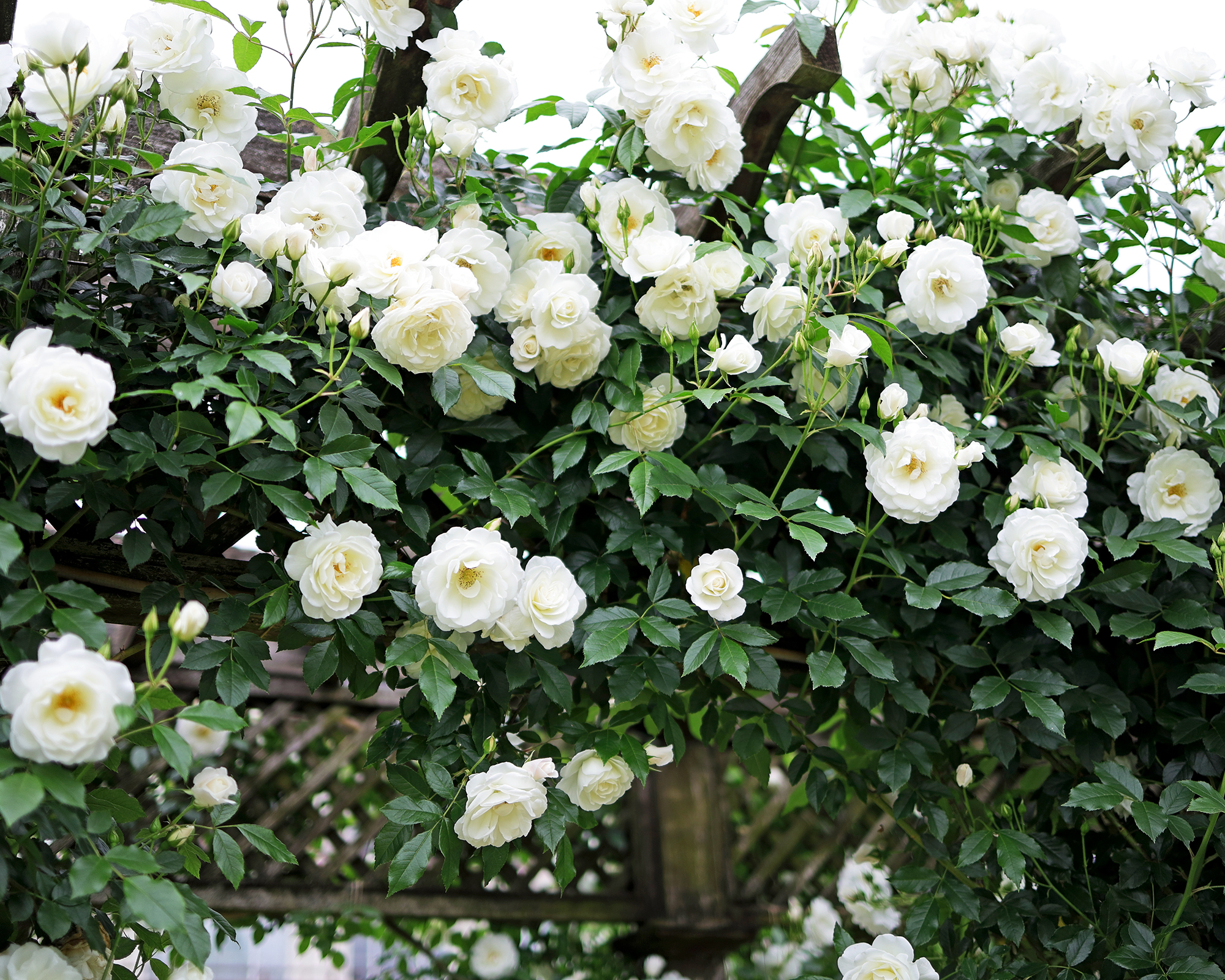 Iceberg climbing rose growing over arbor