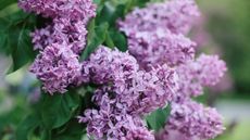 Lilac blooms in a garden during spring