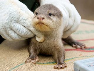 Here, an 8-week-old Asian small-clawed otter pup gets its checkup.