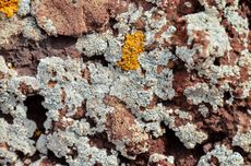 Lichen growing on a rock.